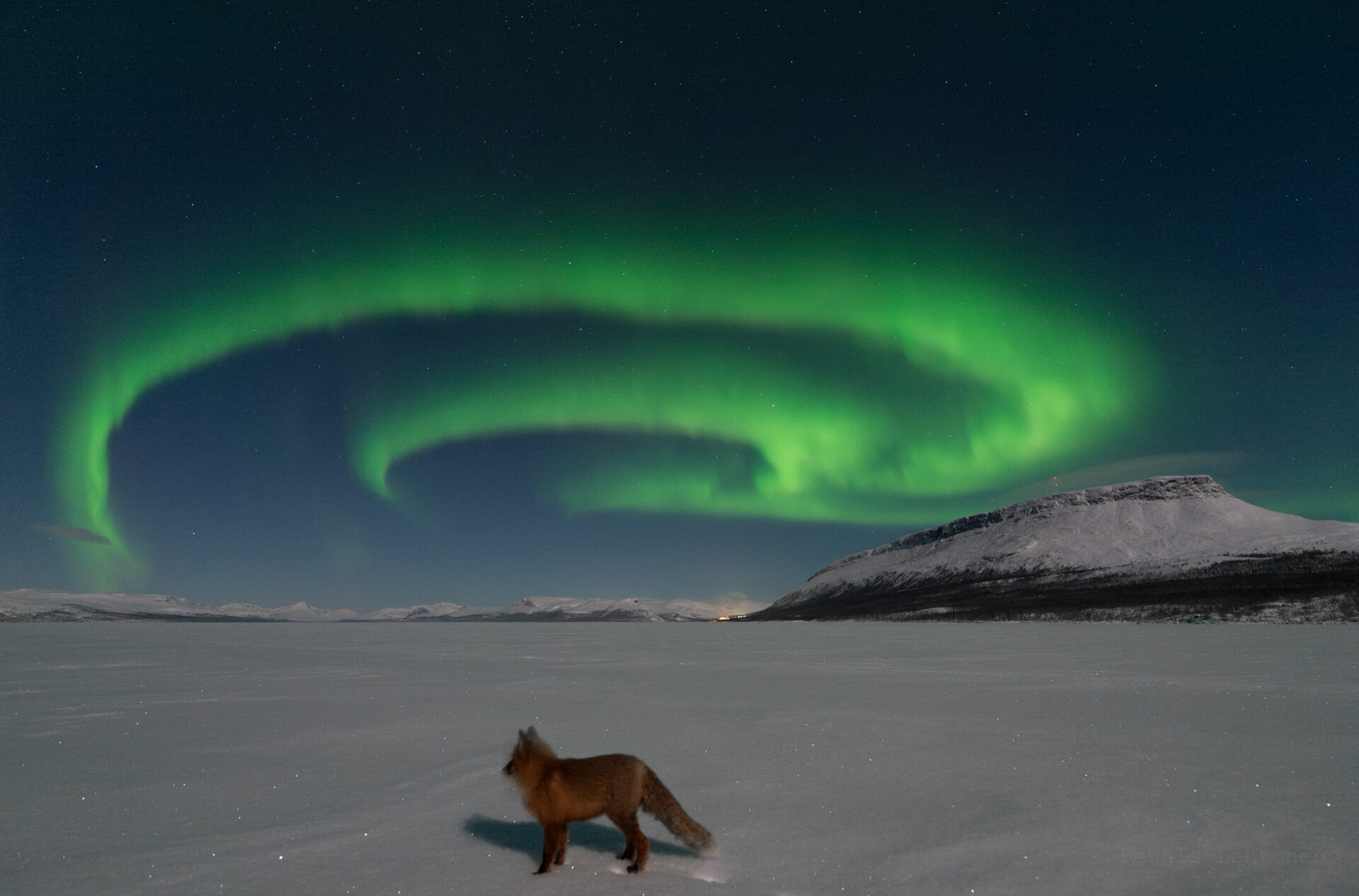 Northern Fox Fires